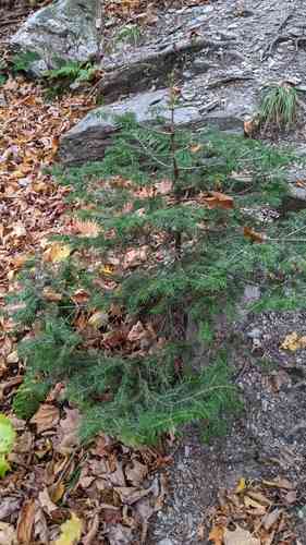 Balsam fir
