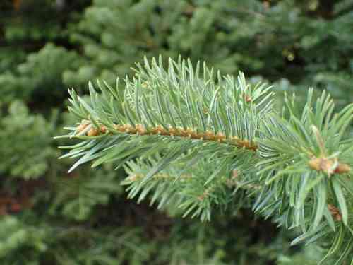 Greek fir