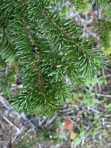 Subalpine fir