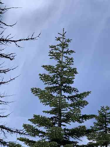 Noble fir