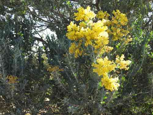 Pearl acacia