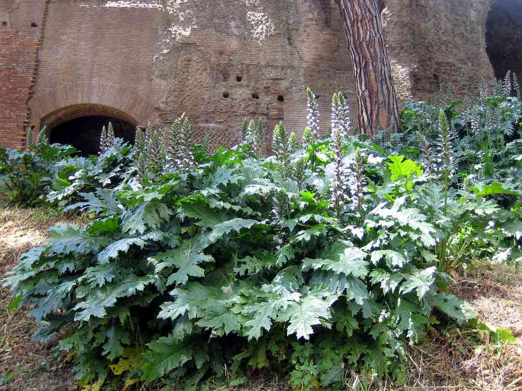 Bear's breech