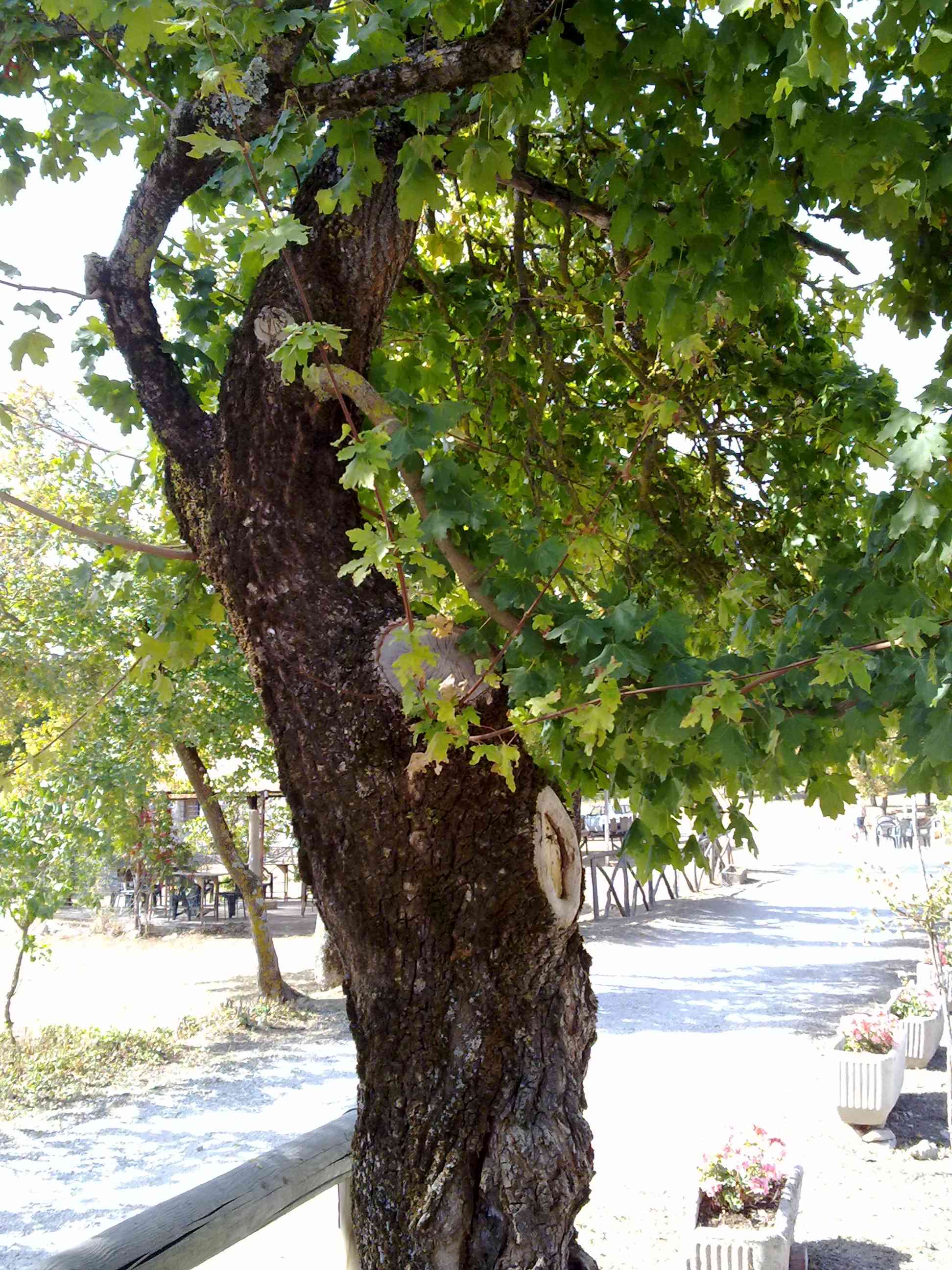 Field maple