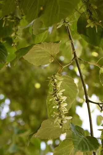 Pere david's maple