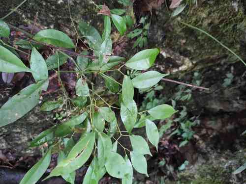 Faber's maple