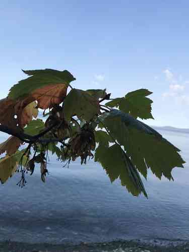 Rocky mountain maple