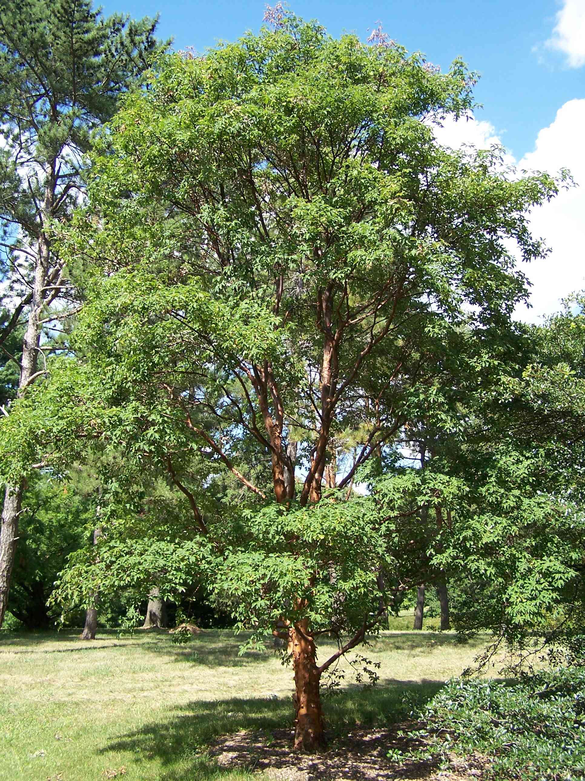 Paperbark maple
