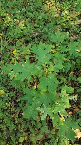 Bigleaf maple