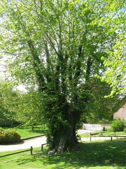 Sycamore