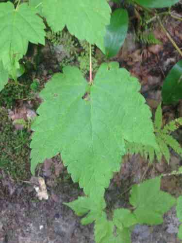 Mountain maple