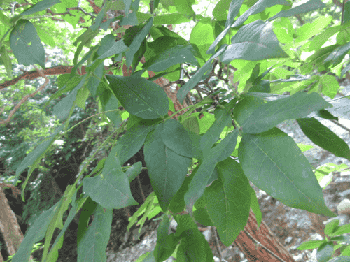 Rough-barked maple