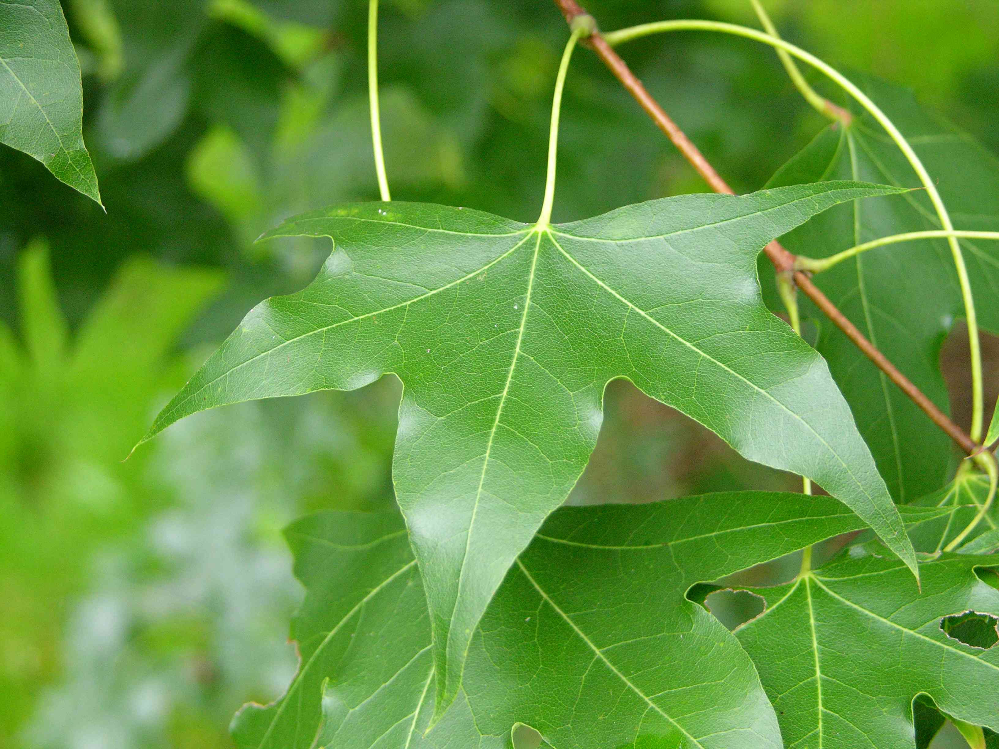 Shandong maple