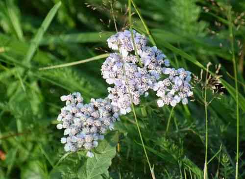 Common yarrow