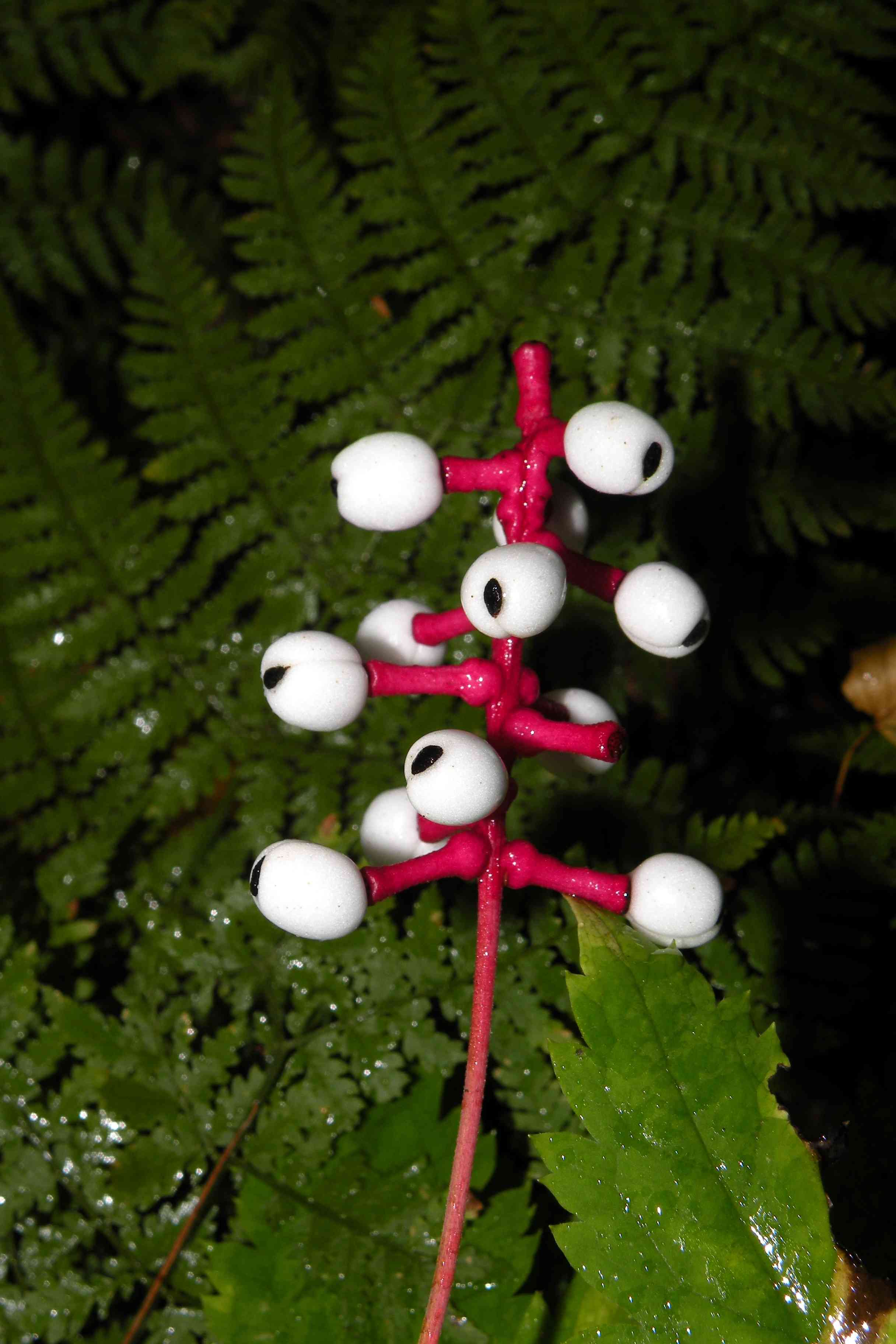 White baneberry