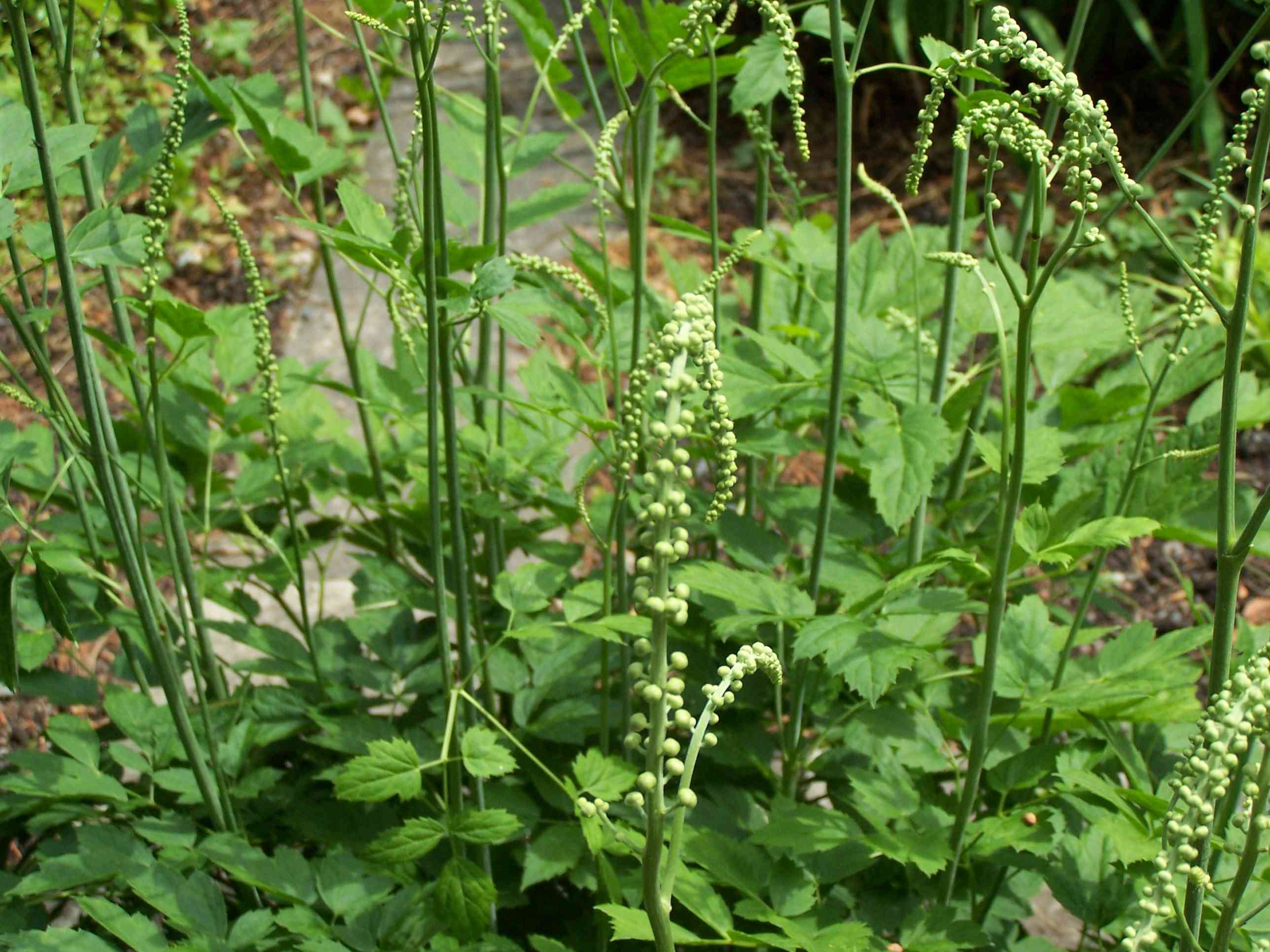 Black cohosh