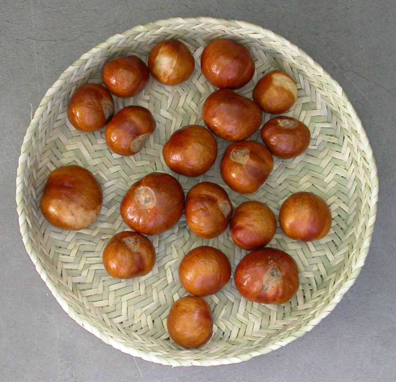 California buckeye