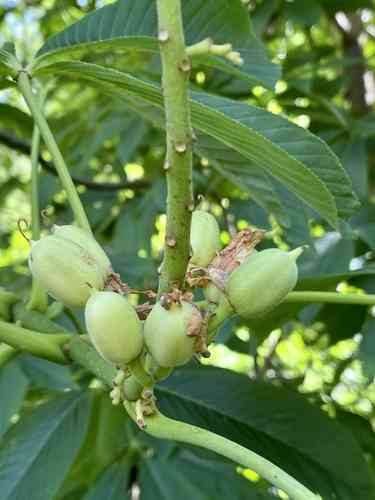 Yellow Buckeye