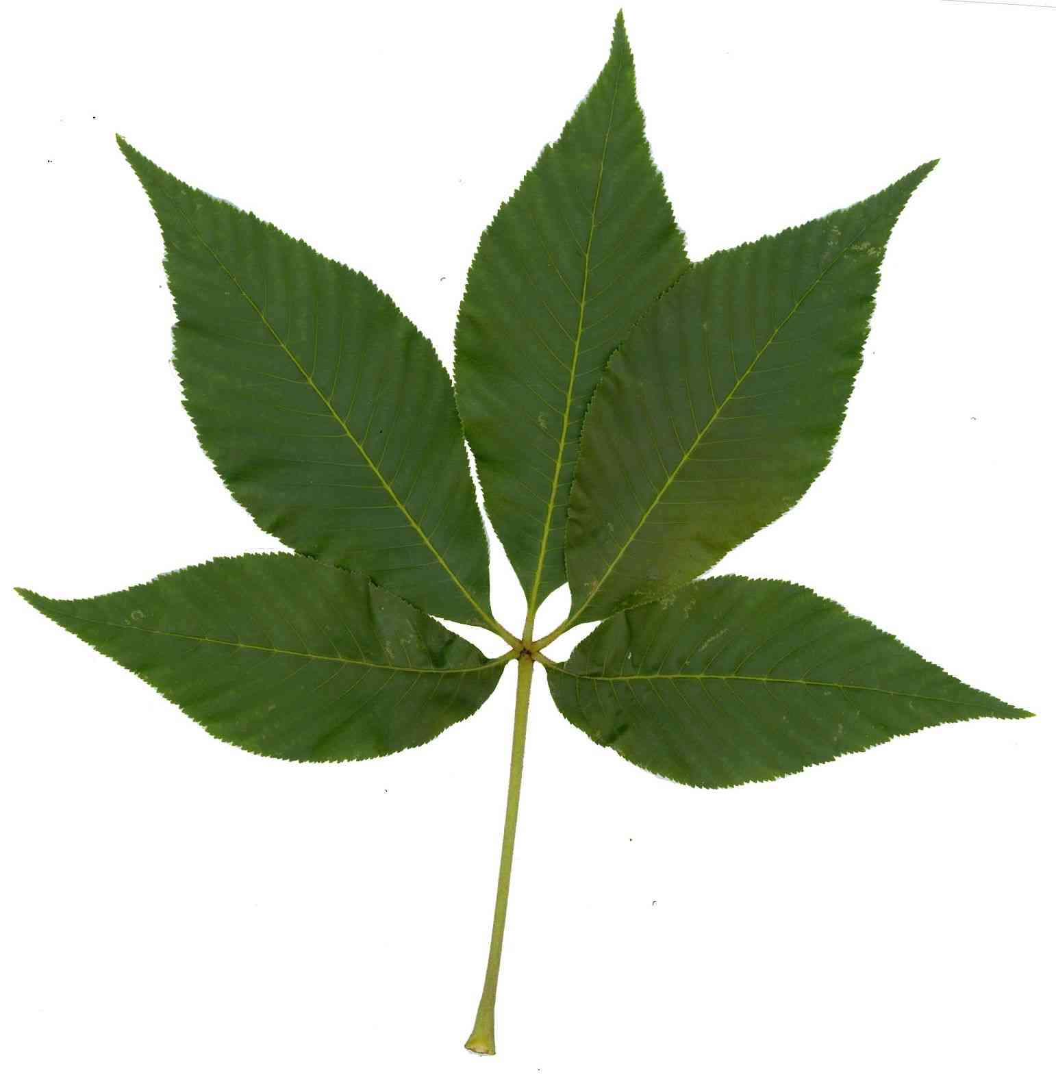 Yellow Buckeye