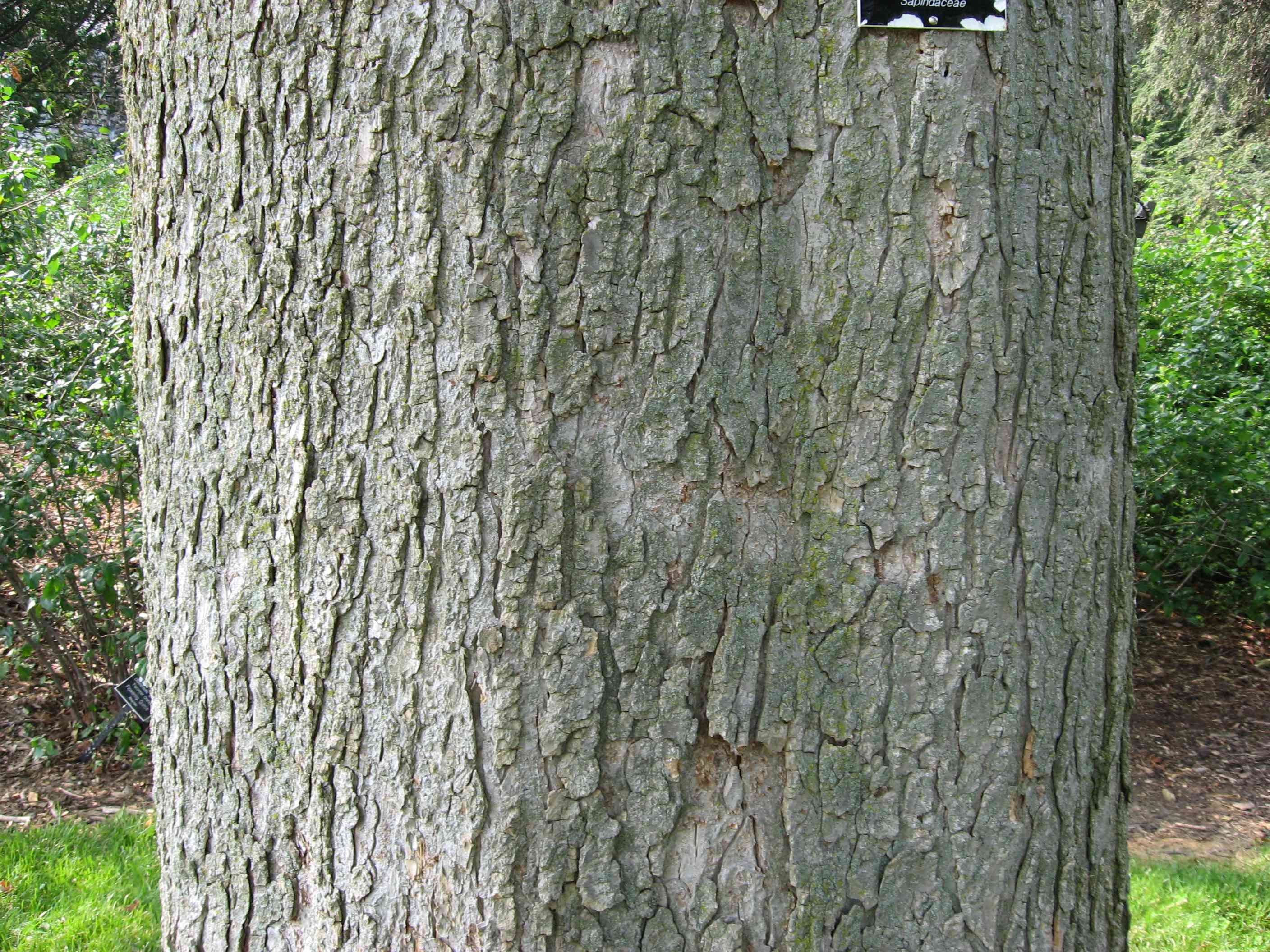 Ohio buckeye