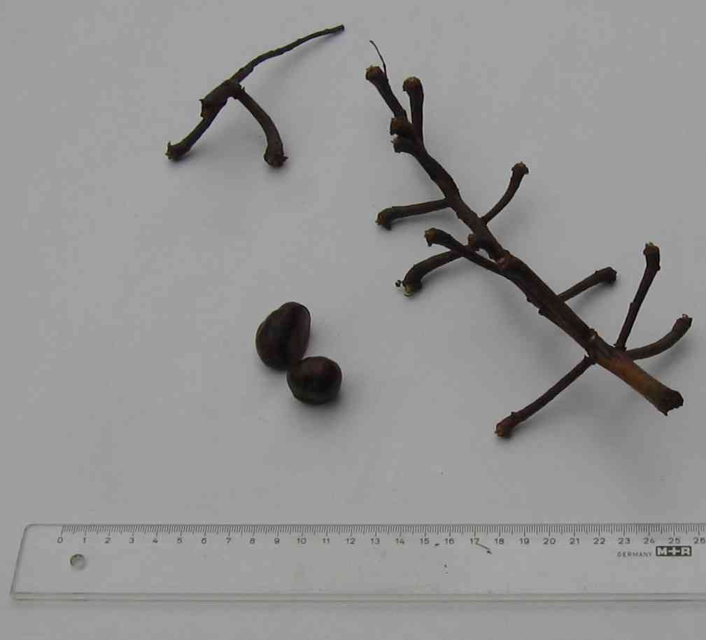 Horse Chestnut