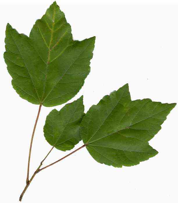 Bottlebrush buckeye