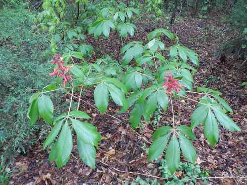 Red buckeye