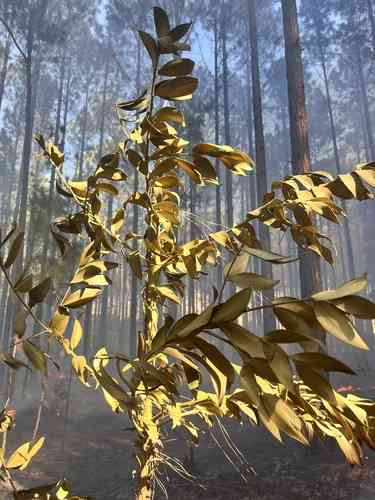 Smooth-barked kauri