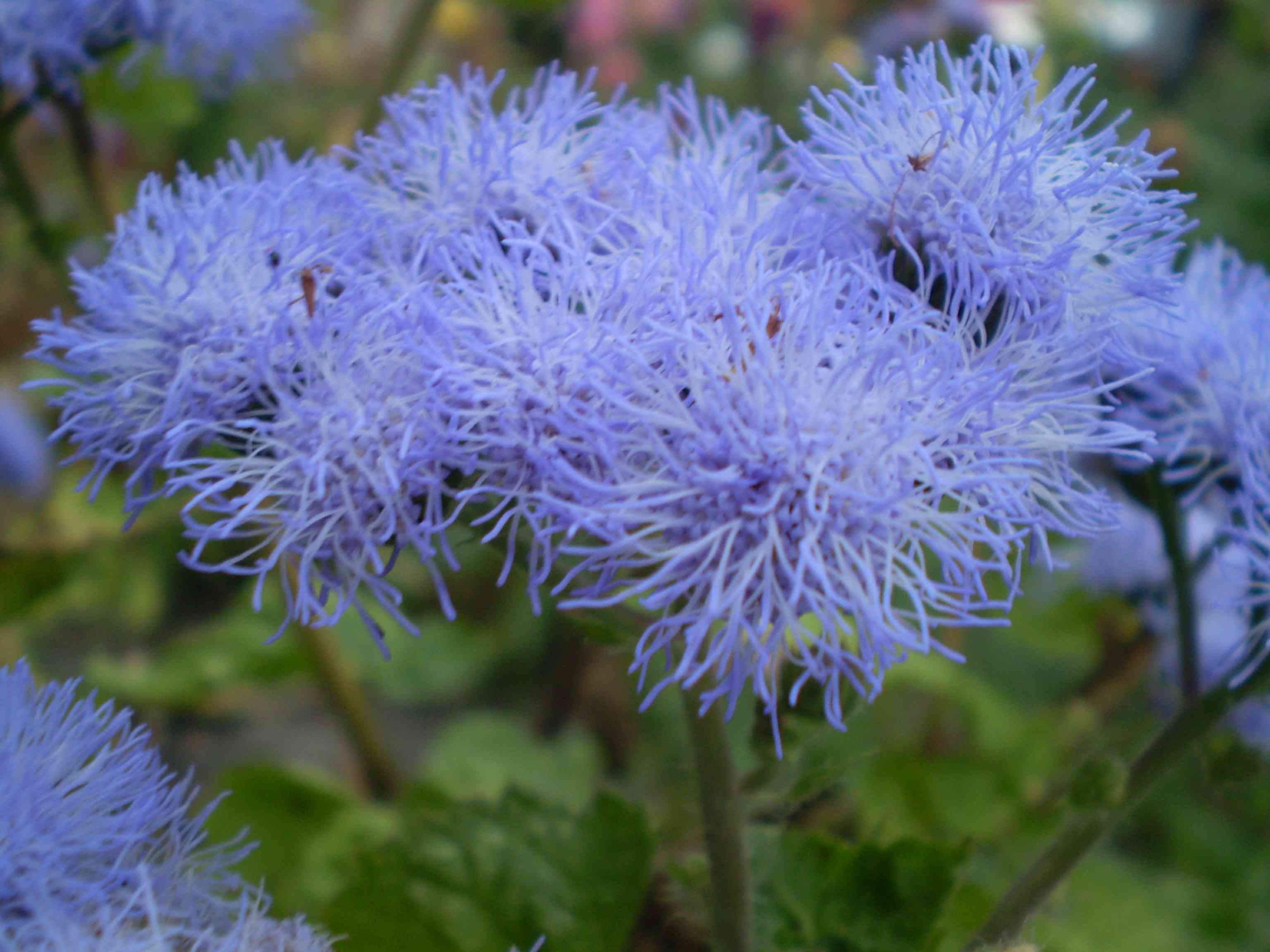 Flossflower