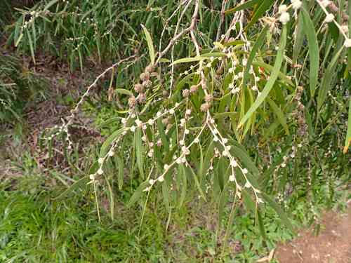 Willow myrtle