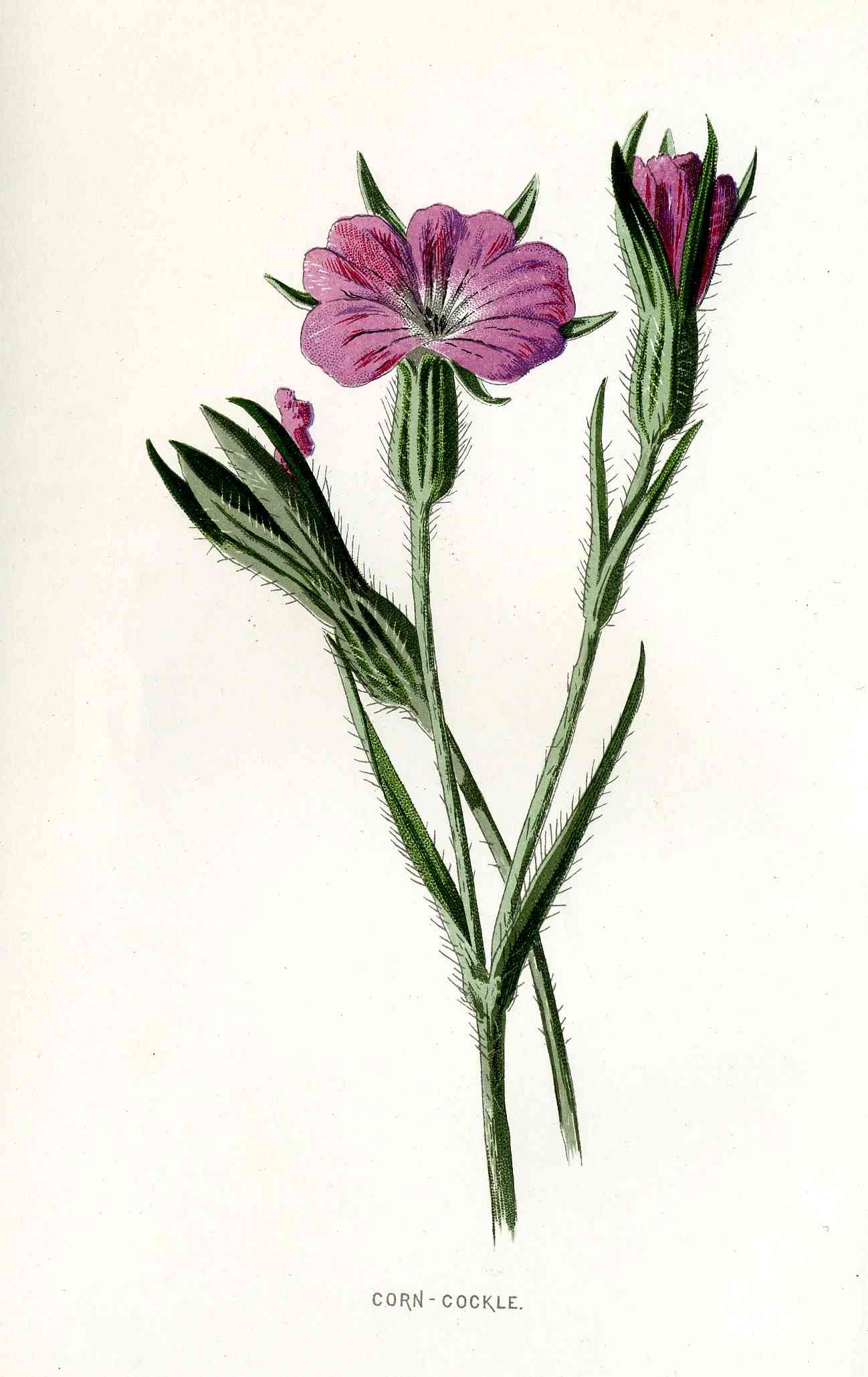 Common corncockle