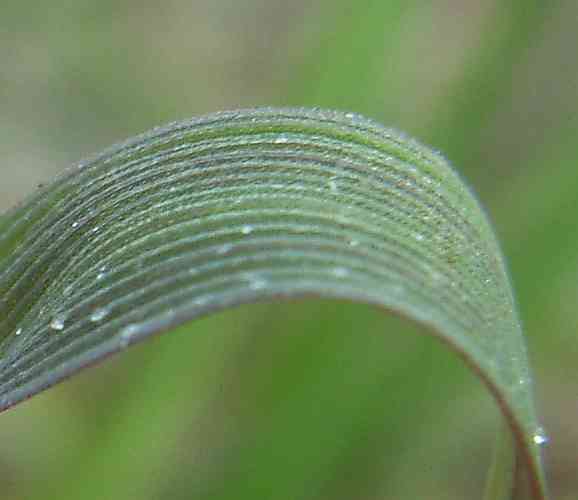 Creeping bent