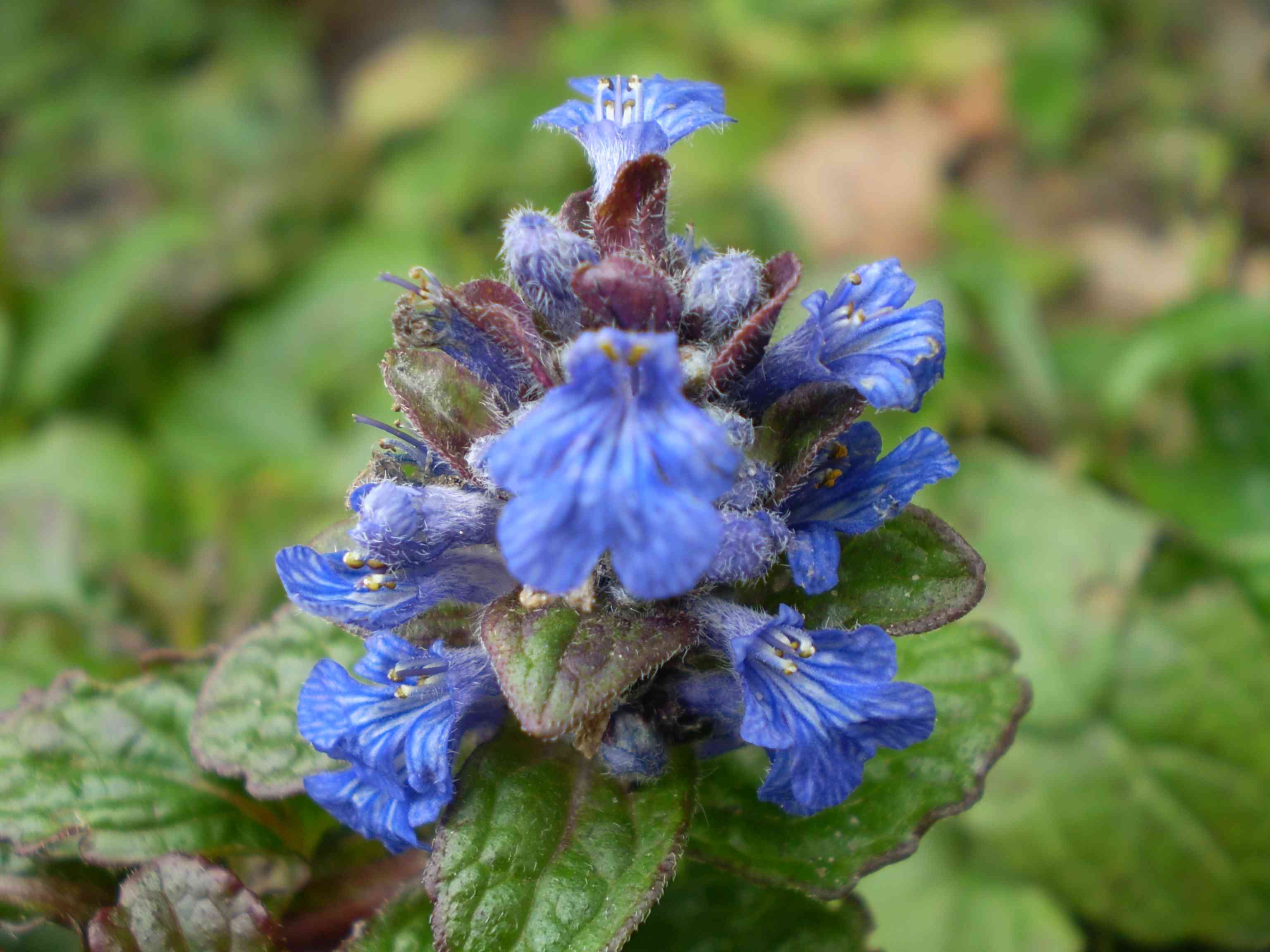 Common bugle