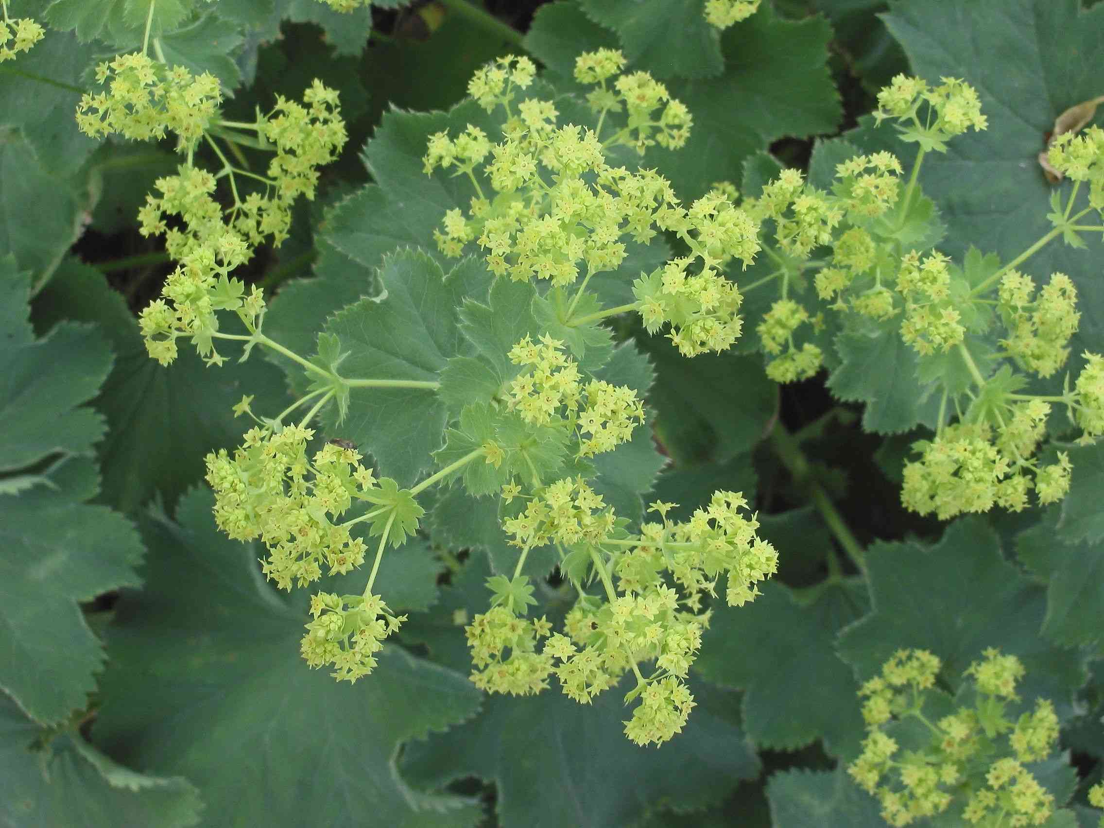 Lady's mantle