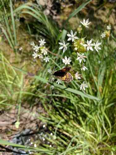 Wild garlic