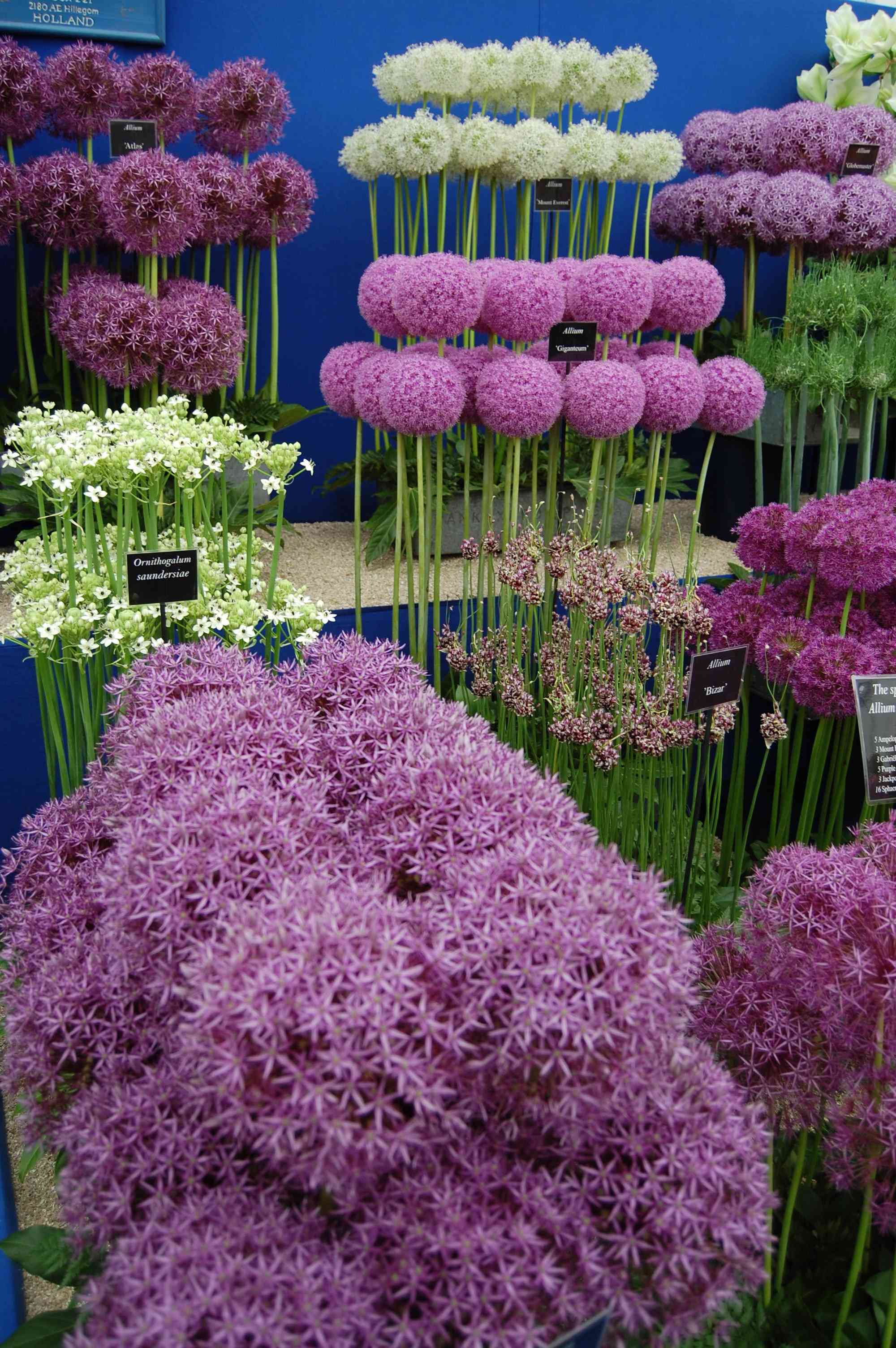Onions (Allium)