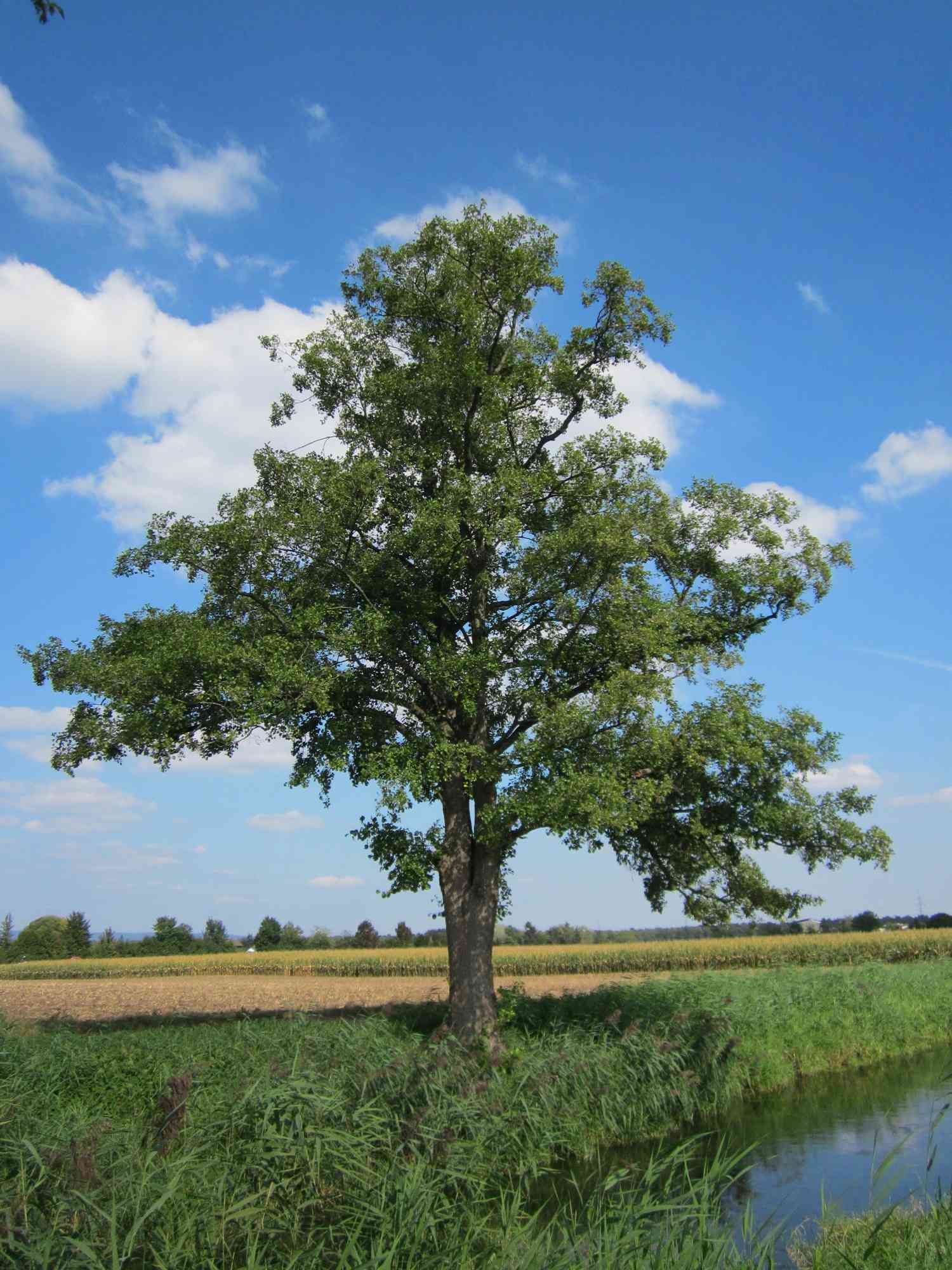 Black alder
