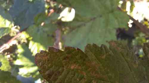 Manchurian alder