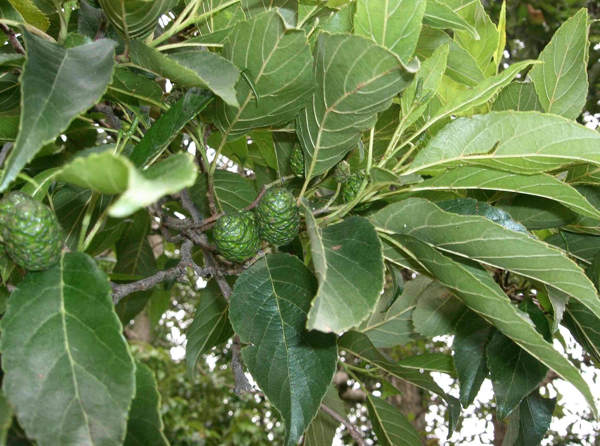 East Asian alder