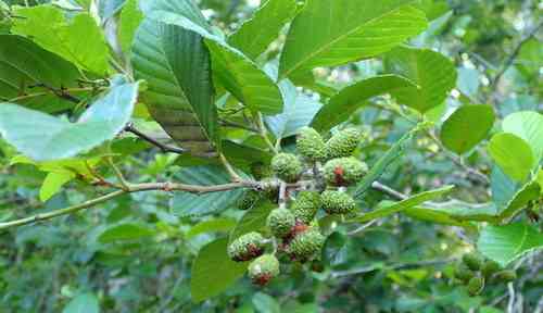 Hazel alder