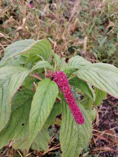 Love-lies-bleeding