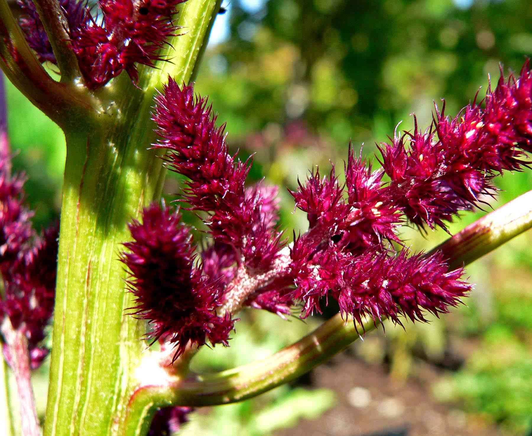 Prince's feather