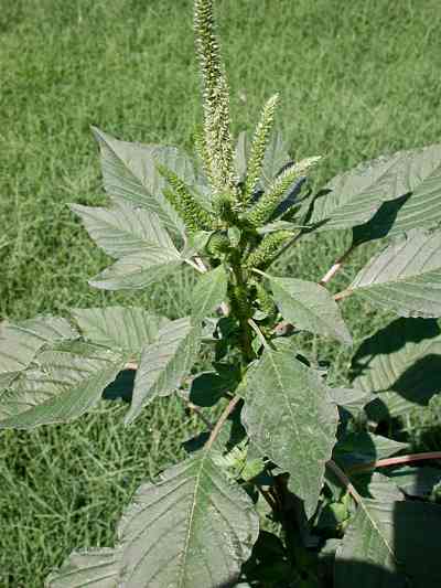 Palmer's amaranth