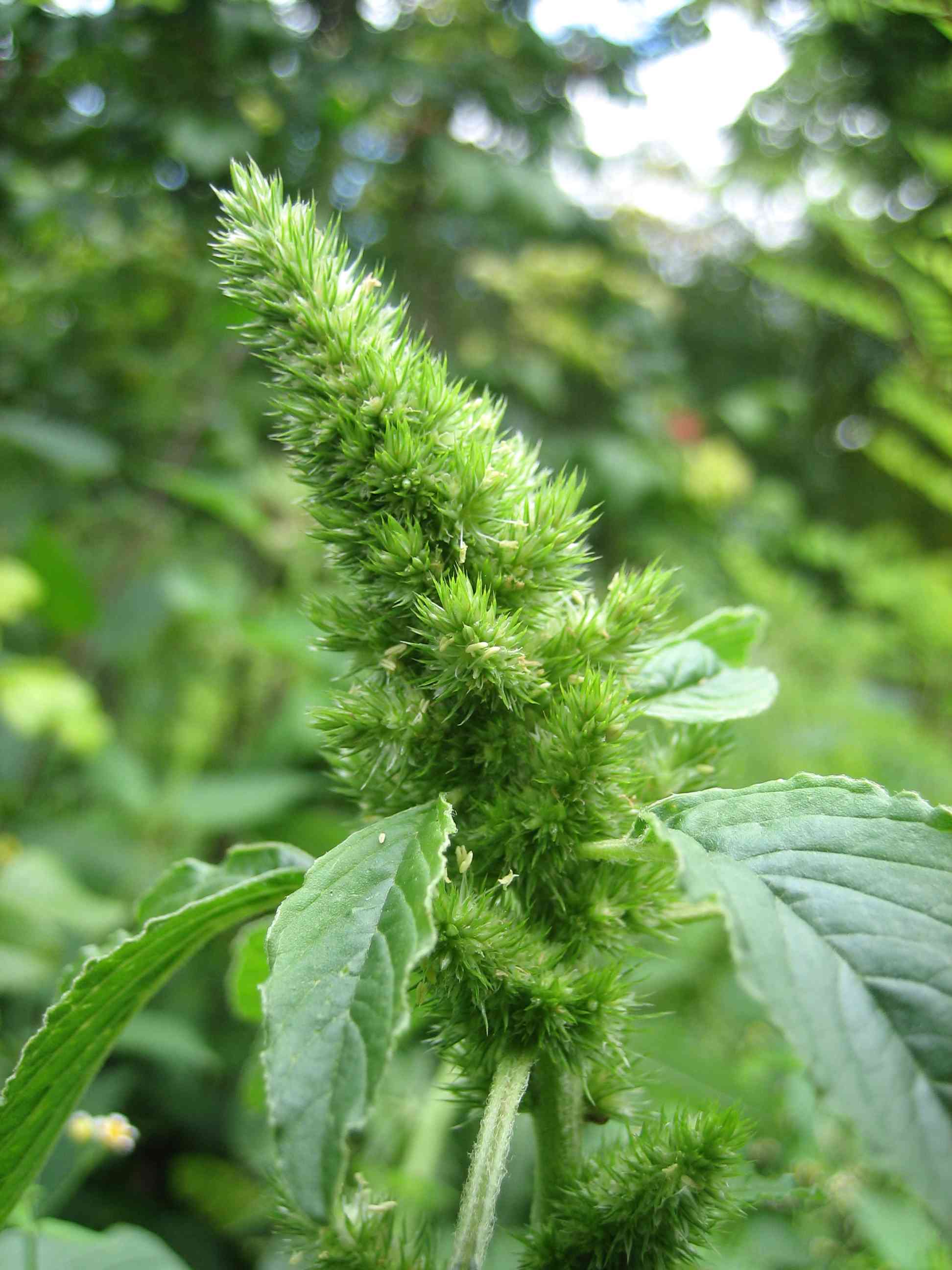 Redroot amaranth