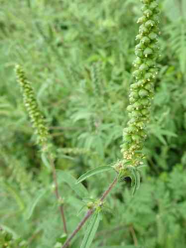 Annual ragweed