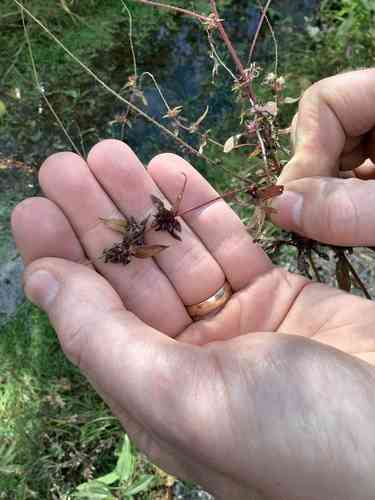 Annual ragweed