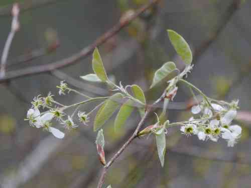Common serviceberry