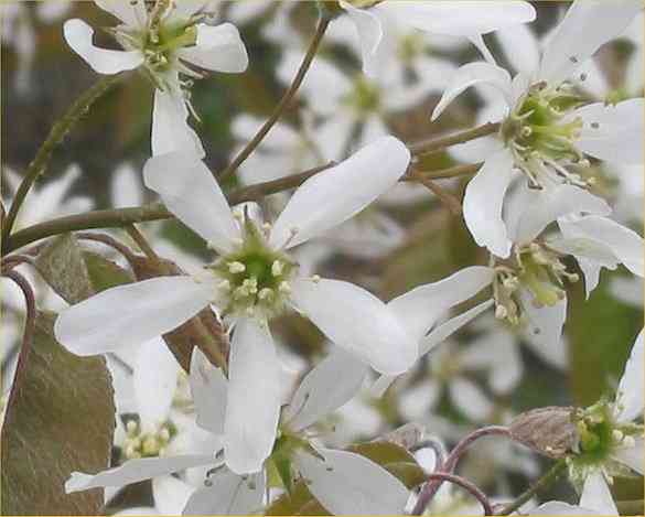 Canadian serviceberry