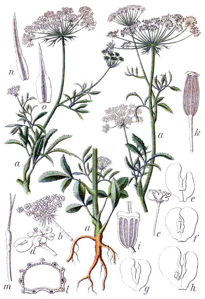 Large bullwort