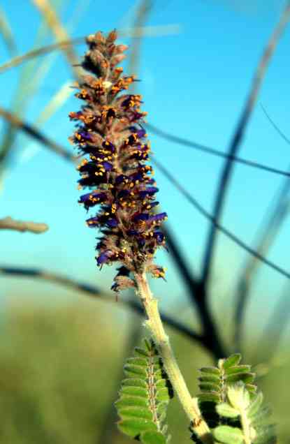 Leadplant