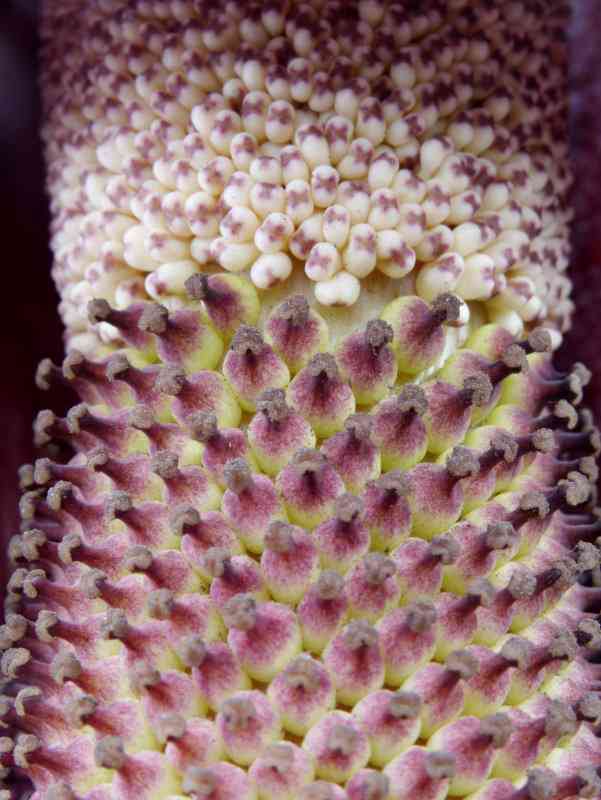 Konjac